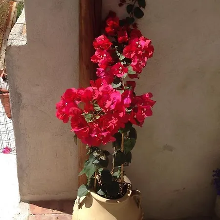 Il Raggio Apartment